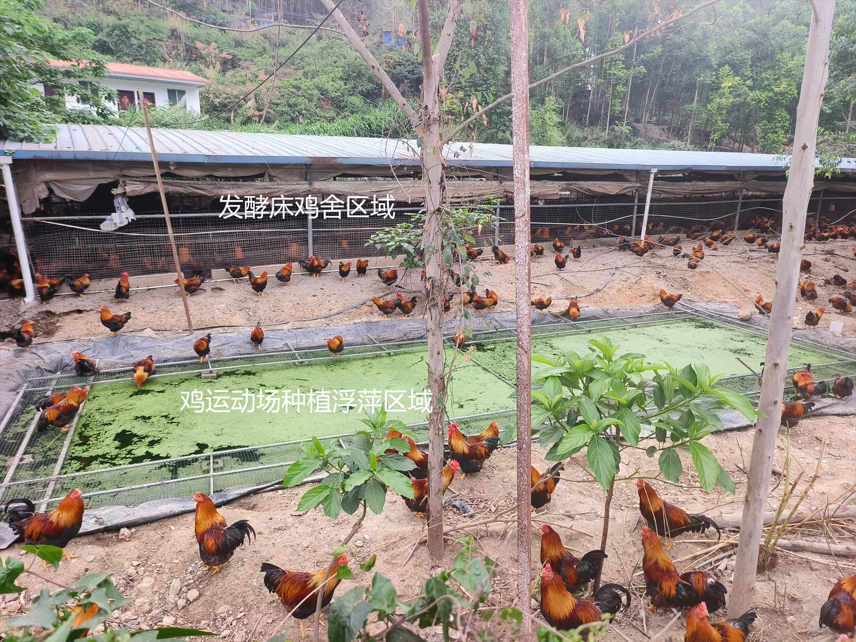 一種在雞運動場耦合浮萍培養與節糧型低成本養殖的生態循環方法13.jpg